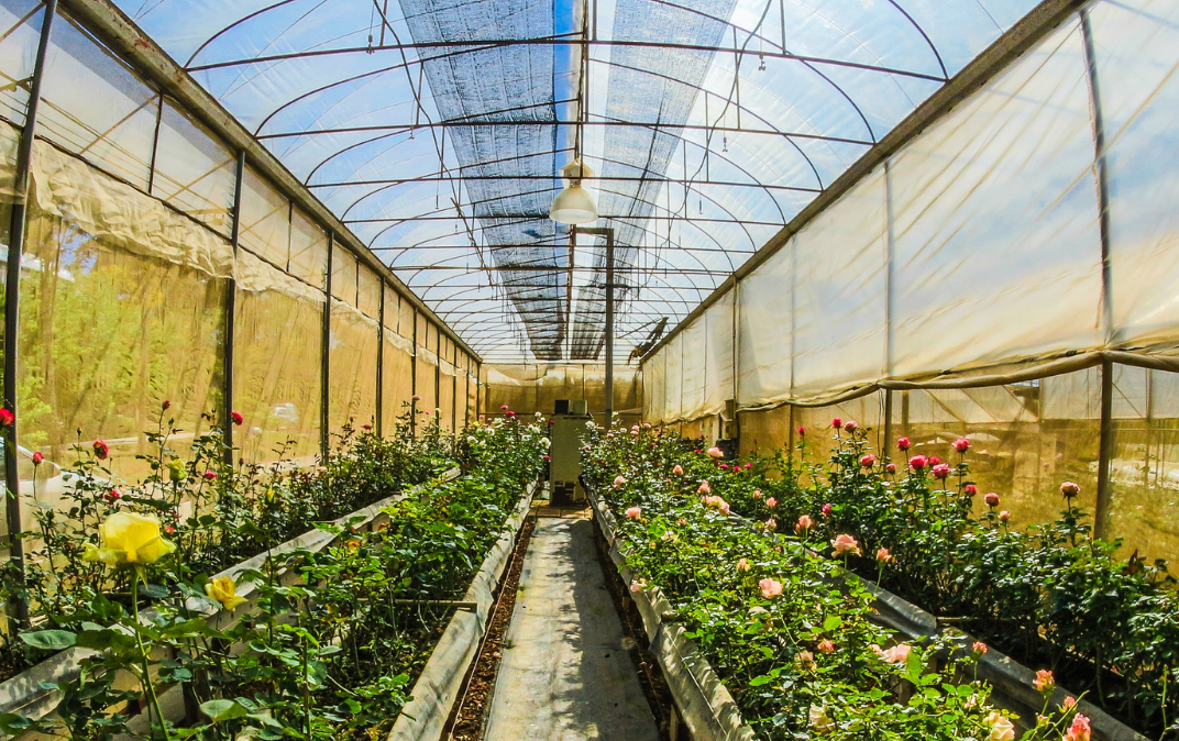 Wisconsingrown and Locally Owned Business Opens FirstEver Greenhouse