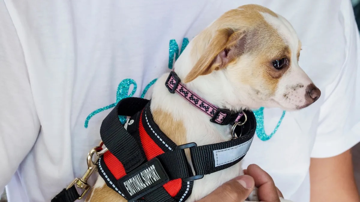 Doctors Can Be Wrong About Emotional Support Animals